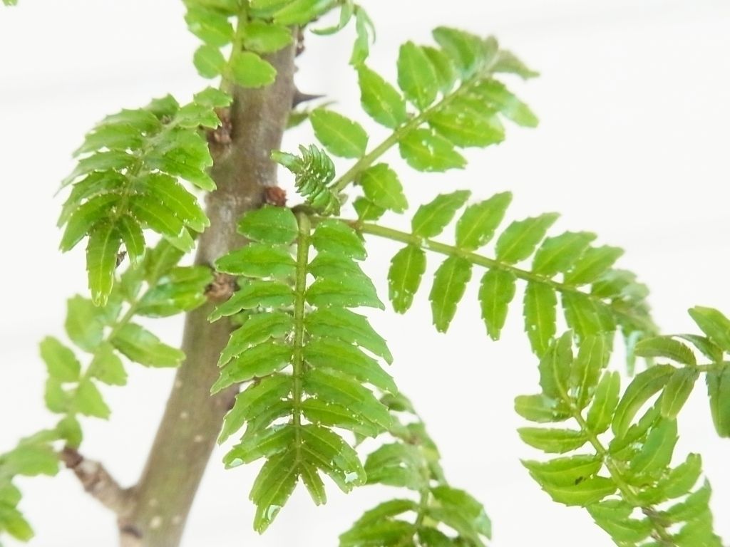 焼タケノコに木の芽 山椒の若葉 Kochan S ベランダ菜園blog マンションガーデニング 家庭菜園 仙台グルメ キャンペーン情報等 焼タケノコに木の芽 山椒の若葉 Kochan S ベランダ菜園blog マンションガーデニング 家庭菜園 仙台グルメ キャンペーン情報等
