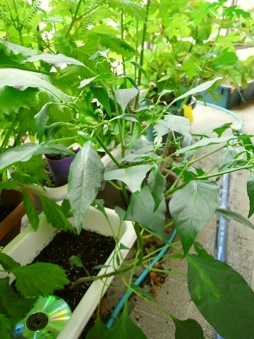 ナス科三兄弟 秋の収穫 赤いシシトウ等 Kochan S ベランダ菜園blog マンションガーデニング 家庭菜園 仙台グルメ キャンペーン情報等