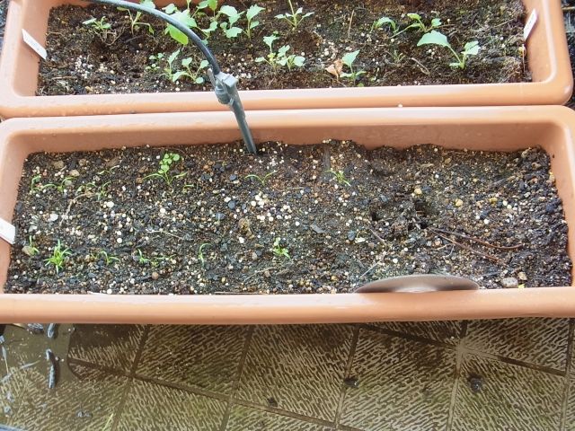 R0055316_ニンジン_20130418