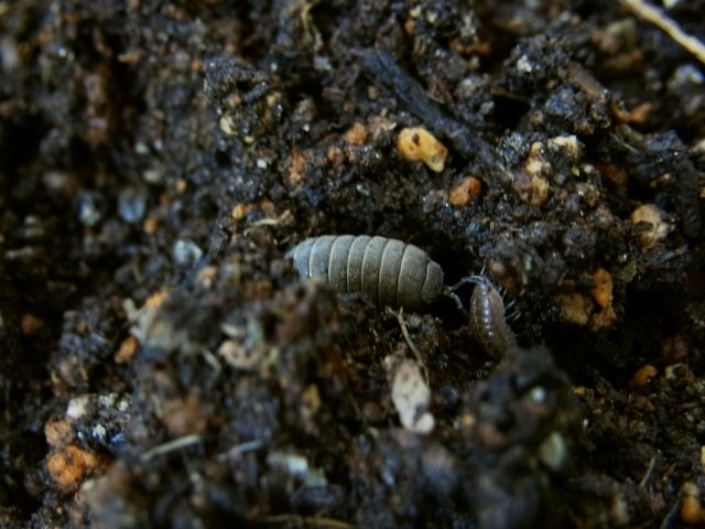 双葉を虫に食われた もういちど自家採種オクラの種まきをしました Kochan S ベランダ菜園blog マンションガーデニング 家庭菜園 仙台グルメ キャンペーン情報等