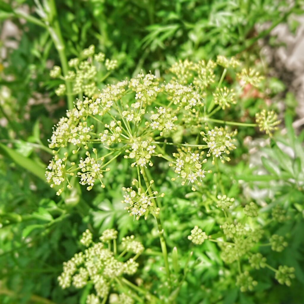 ベランダ菜園のイタリアンパセリに花が咲いています Kochan S ベランダ菜園blog マンションガーデニング 家庭菜園 仙台グルメ キャンペーン情報等