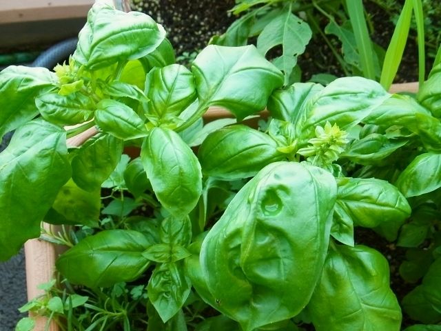 バジルに花芽がつき始めました Kochan S ベランダ菜園blog マンションガーデニング 家庭菜園 仙台グルメ キャンペーン情報等