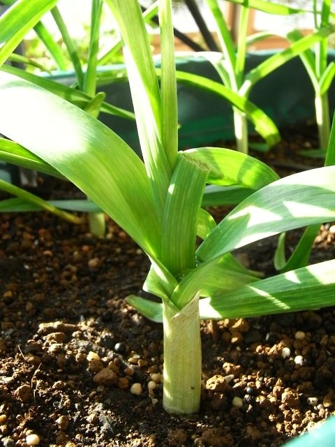 R0029025_ニンニク_20101204