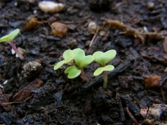 R0054355_子持ち高菜_20130105