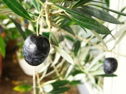 R0021636_���꡼�֤μ´���_20091101