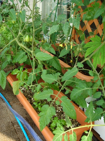 バジル 成長が遅い Kochan S ベランダ菜園blog マンションガーデニング 家庭菜園 仙台グルメ キャンペーン情報等 バジル 成長が遅い Kochan S ベランダ菜園blog マンションガーデニング 家庭菜園 仙台グルメ キャンペーン情報等