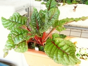 R0022651_���������㡼��_20100123