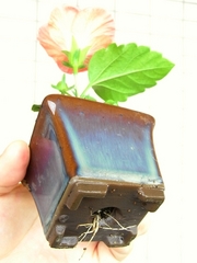 R0020374_ハイビスカスミニ盆栽_20090822