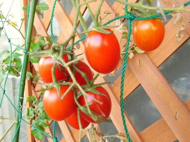 冬のミニトマト Kochan S ベランダ菜園blog マンションガーデニング 家庭菜園 仙台グルメ キャンペーン情報等