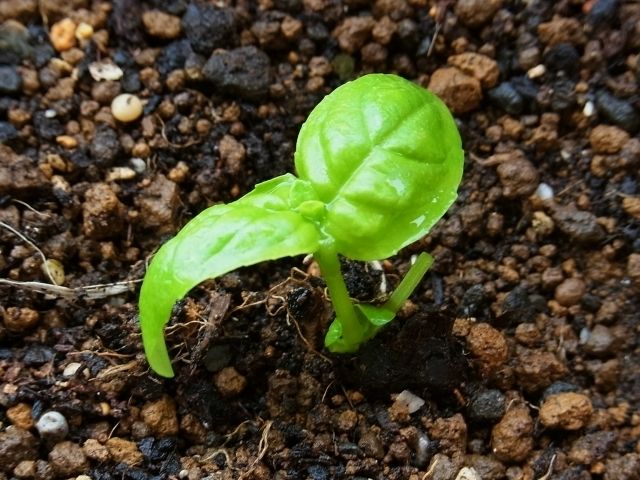 バジル苗の植え付け 同時に挿し芽で株増殖も Kochan S ベランダ菜園blog マンションガーデニング 家庭菜園 仙台グルメ キャンペーン情報等
