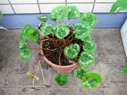 R0018330_����������դȤ�_20090613