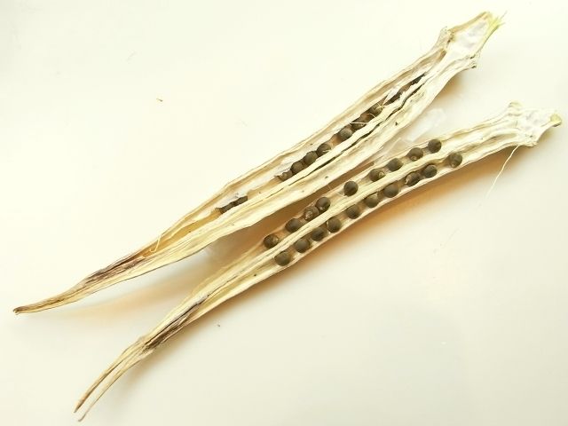 R0029308_丸オクラの熟した実を割る_20101219