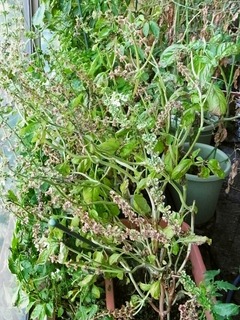 R0053307_�Х���_20121006