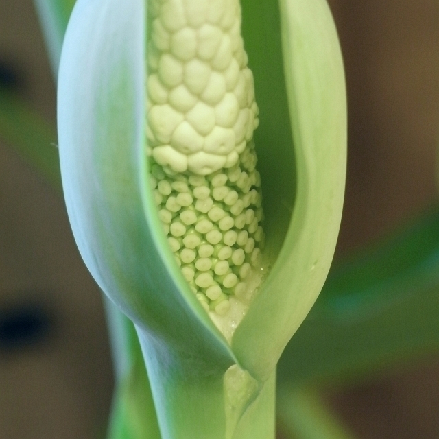 クワズイモ 二度目の花 完全に開花し強い香りでクラクラ Kochan S ベランダ菜園blog マンションガーデニング 家庭菜園 仙台グルメ キャンペーン情報等