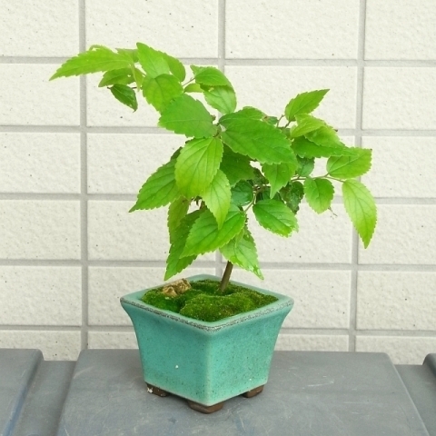 R0017895_謎の落葉樹ミニ盆栽_20090523
