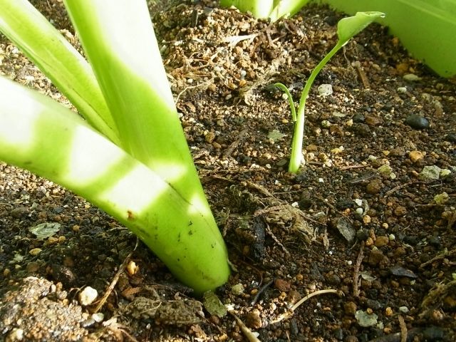 里芋に脇芽を発見 土寄せをしておきました Kochan S ベランダ菜園blog マンションガーデニング 家庭菜園 仙台グルメ キャンペーン情報等