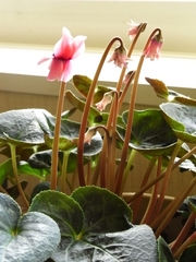 R0024197_��������β֤ȥĥܥ�_20100410