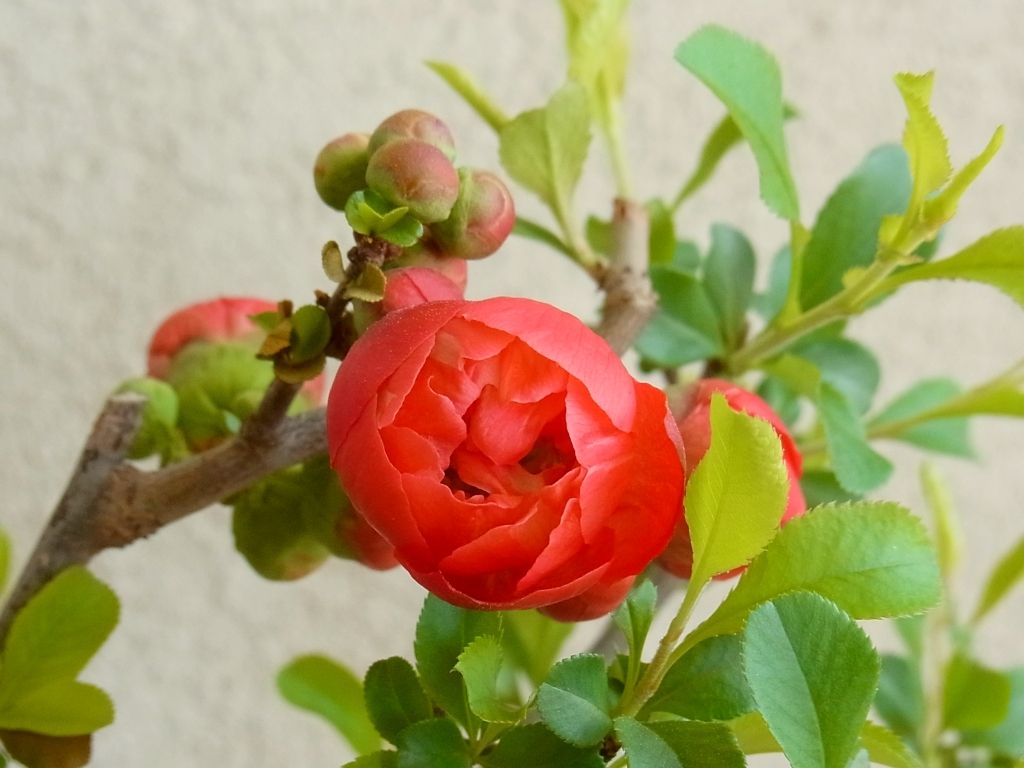 R0041319_ボケの開花_20110405