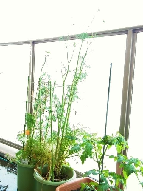 ディルの花 Kochan S ベランダ菜園blog マンションガーデニング 家庭菜園 仙台グルメ キャンペーン情報等