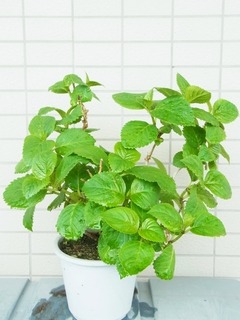 R0055173_��������_20130406