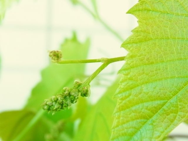 ブドウ デラウェアの花芽 Kochan S ベランダ菜園blog マンションガーデニング 家庭菜園 仙台グルメ キャンペーン情報等