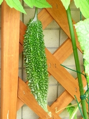 R0019229_μ_20090718