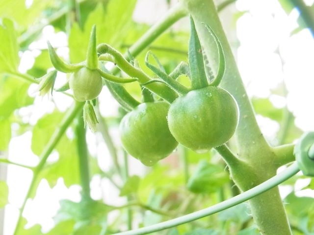 R0056428_ミニトマトトスカーナバイオレットの実_20130601