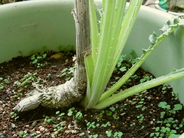 R0058340_アーティチョーク_20130928