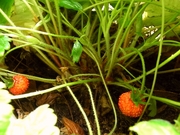 R0017891_ワイルドストロベリー_20090523