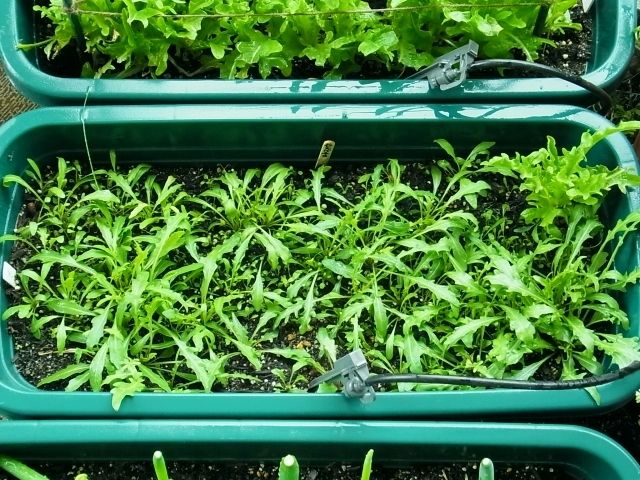 ルッコラ セルバチコは今が種まき時 Kochan S ベランダ菜園blog マンションガーデニング 家庭菜園 仙台グルメ キャンペーン情報等
