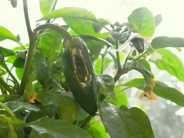 万願寺唐辛子に続いてひもとうがらし開花 鷹の爪は摘心し挿し木 Kochan S ベランダ菜園blog マンションガーデニング 家庭菜園 仙台グルメ キャンペーン情報等