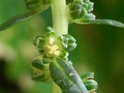 R0018485_スイスチャードの雄性期の花_20090620