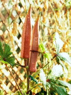 R0053667_赤オクラ_20121027