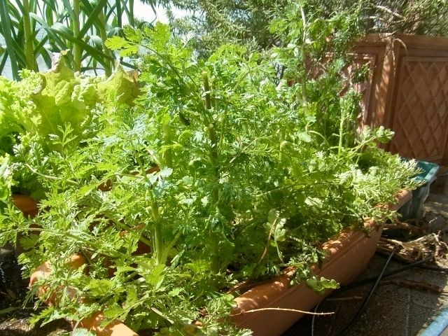 豚しゃぶとパクチーの花芽のエスニックサラダ Kochan S ベランダ菜園blog マンションガーデニング 家庭菜園 仙台グルメ キャンペーン情報等