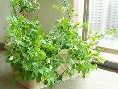 R0041793_エンドウ_20110430