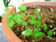 R0021146_イタリアンパセリこぼれ種発芽_20090925