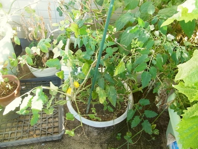 R0057832_こぼれ種ミニトマトに洋ナシ型の黄色い実_20130817