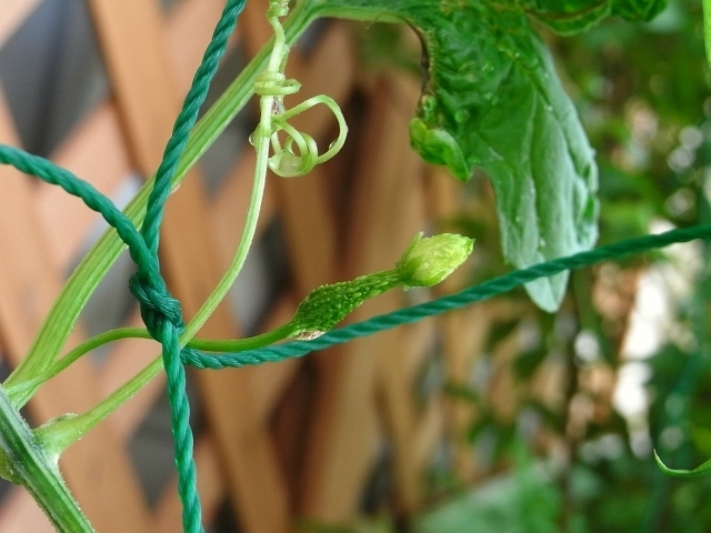 ゴーヤの雌花が開花 Kochan S ベランダ菜園blog マンションガーデニング 家庭菜園 仙台グルメ キャンペーン情報等