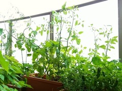 R0043277_ミニトマト_20110625