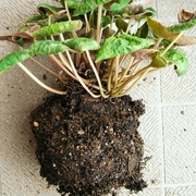 R0021010_�ߥ˥�������Ʊۤ���ȭ_20090919