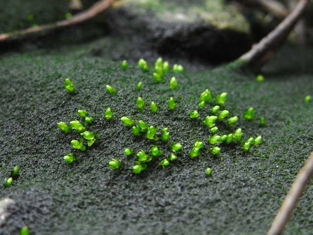 R0023333_腐海から何かが発芽_20100227