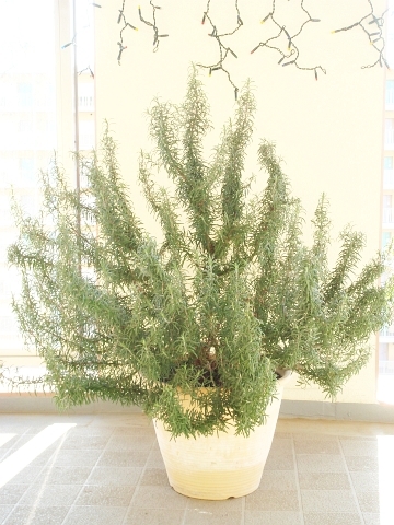 我が家のローズマリー達 Kochan S ベランダ菜園blog マンションガーデニング 家庭菜園 仙台グルメ キャンペーン情報等 我が家のローズマリー達 Kochan S ベランダ菜園blog マンションガーデニング 家庭菜園 仙台グルメ キャンペーン情報等