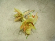 R0012128_ナスタチウムのがくとしべ