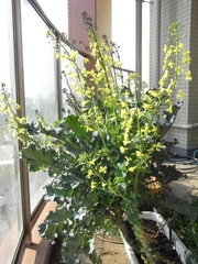 R0017144_�ꥭ��٥Ĥȥ֥��å��꡼�γ���_20090430