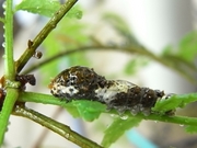 R0020005_アゲハの3齢幼虫か_20090813