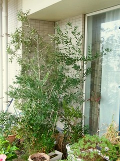 R0061801_オリーブ_20141020