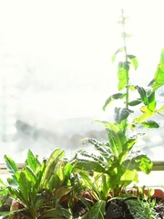 R0019976_チコリ_20090811