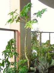 R0028333_パパイヤ_20101023