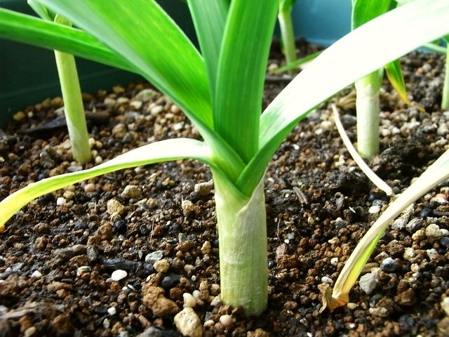 R0029249_ニンニク_20101218