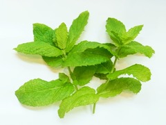 R0051136_���ڥ��ߥ�ȼ���_20120714